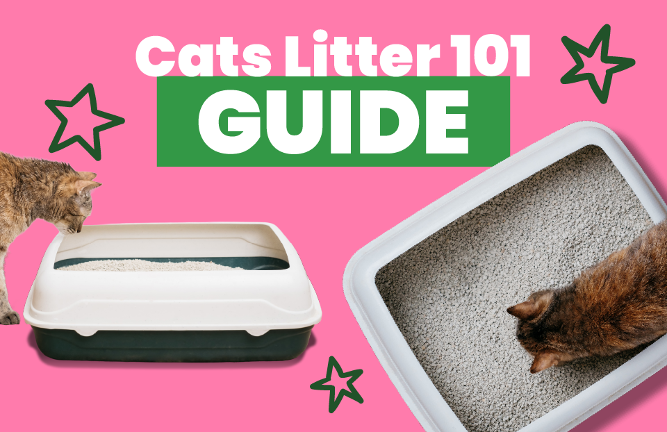Cats & Litter 101