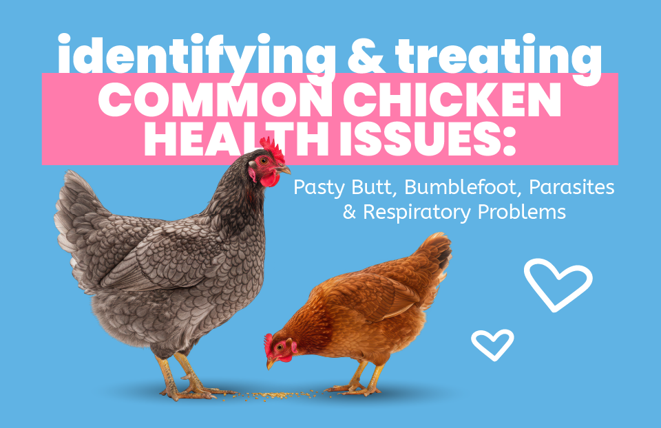 Identifying and Treating Common Chicken Health Issues: Pasty Butt, Bumblefoot, Parasites & Respiratory Problems